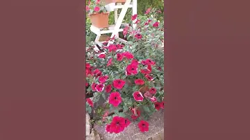 Петуния ТАЙДАЛ, вопрос к знатокам, надо ли вот такую стричь ✂️?
