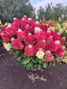 Гортензия pan. Indian Summer=Red Velvet