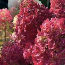 Гортензия метельчатая Forever and ever White Red