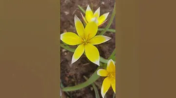 Тюльпан ботанический Тарда первоцвет #веснаидет #тюльпаны