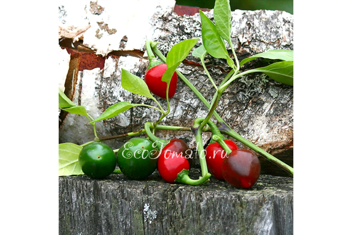 Черри красный (Cherry red)