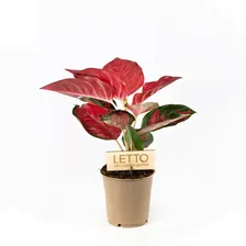Аглаонема Ред Стар Aglaonema Red Star 35/12