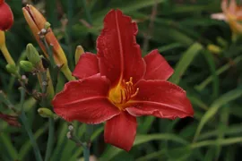 Лилейник Ред Рум Hemerocallis Red Rum P9 (Н)