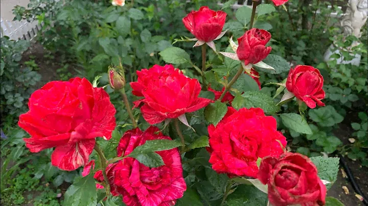 Роза Ред Интуишн ( Rose Red Intuition ) г. Киев 24 июня 2024 г.