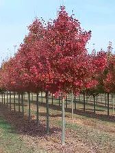 Клен Royal red h 400-450см С45