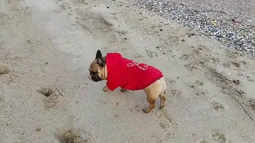 Худи для собак DogClub Frenchdog Red