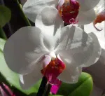 Орхидея Phalaenopsis Red Lip