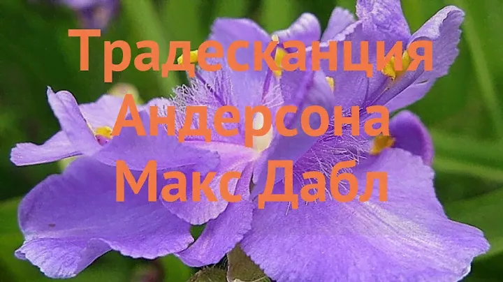 Традесканция андерсона Макс Дабл (macs double) 🌿 обзор: как сажать, саженцы традесканции Макс Дабл