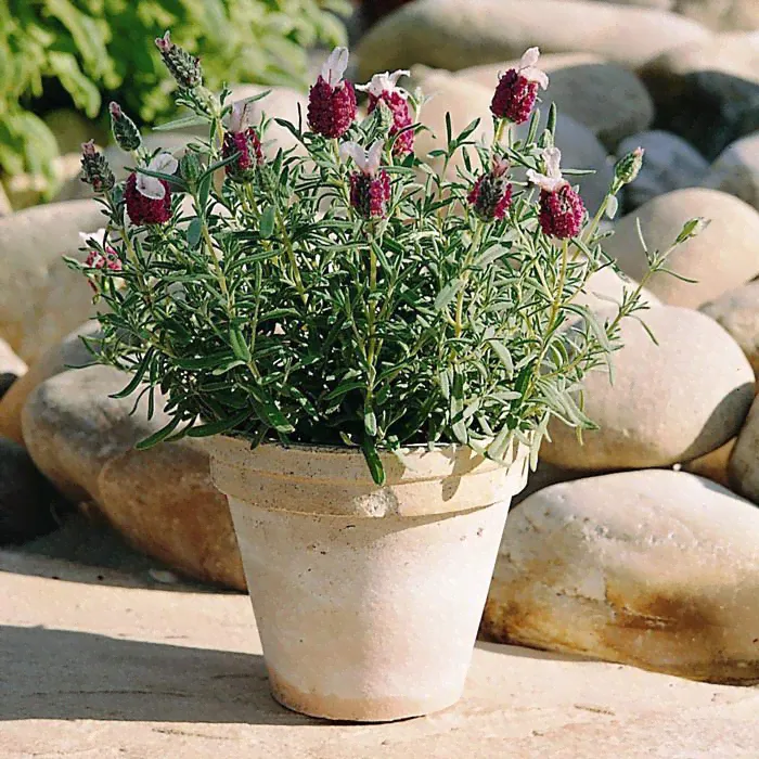Лаванда стоехас Kew Red (Кью Ред)-0