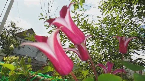 Дача.19сентября 2019г./черенкуем клематисы