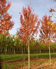 Клен красный Ред Сансет 250см Acer rubrum Red Sunset 12л (К)