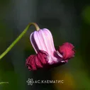 Клематис Принцесса Рэд (Princess Red)