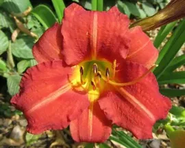 Лилейник EveryDaylily Red Rum (Ред Рам)