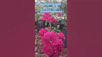 Red Orchid or Red Fairy Rose #trendingshorts #trendingrose #flowers #msprosegarden #collection