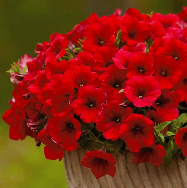 Ампель,вегет, петуния Surfinia deep red